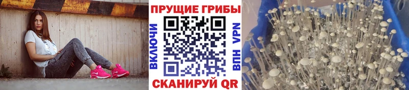 Псилоцибиновые грибы GOLDEN TEACHER ссылка на мегу Пестово